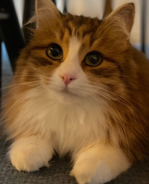 sibirisk katt Ueta